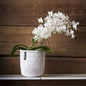 ACCESSOIRE Panier Kiondo Blanc XS
